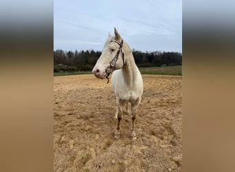 Appaloosa, Ruin, 8 Jaar, 154 cm
