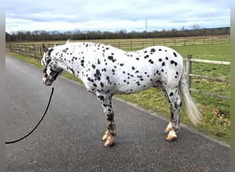 Appaloosa, Ruin, 8 Jaar, 155 cm, Appaloosa