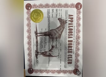 Appaloosa, Ruin, 8 Jaar, 155 cm, Zwart