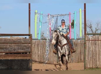 Appaloosa, Ruin, 8 Jaar, 155 cm, Zwart