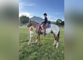 Appaloosa, Ruin, 8 Jaar, 157 cm, Donkere-vos Appaloosa, Ruin, 8 Jaar, 157 cm, Donkere-vos