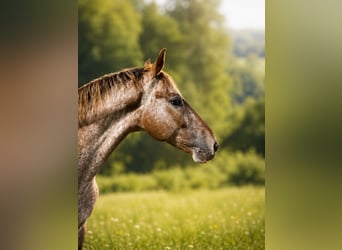 Appaloosa Mix, Ruin, 8 Jaar, 165 cm