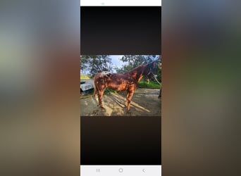 Appaloosa, Ruin, 8 Jaar, Bruin