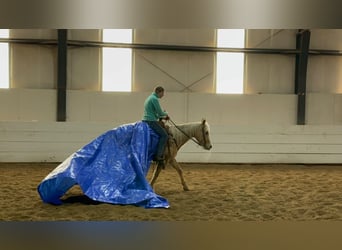 Appaloosa, Ruin, 9 Jaar, 150 cm, Palomino