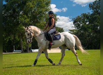 Appaloosa, Ruin, 9 Jaar, 155 cm, Palomino