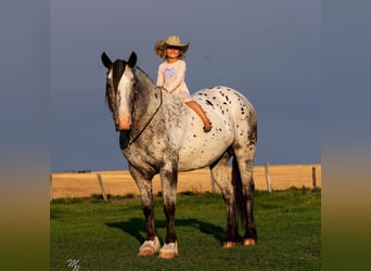 Appaloosa, Ruin, 9 Jaar, 157 cm, Wit