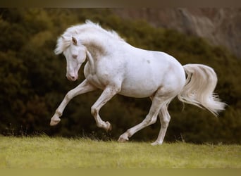 Appaloosa, Semental, 11 años, 152 cm, Atigrado/Moteado