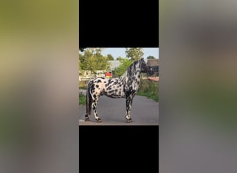 Appaloosa, Semental, 12 años, 162 cm, Atigrado/Moteado