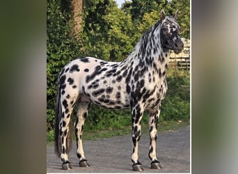 Appaloosa, Semental, 12 años, 162 cm, Atigrado/Moteado
