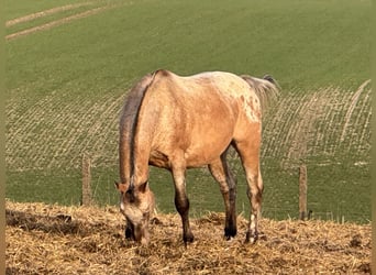 Appaloosa, Semental, 15 años, 165 cm, Ruano alazán