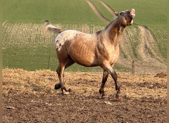 Appaloosa, Semental, 15 años, 165 cm, Ruano alazán