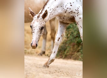 Appaloosa, Semental, 1 año, 150 cm