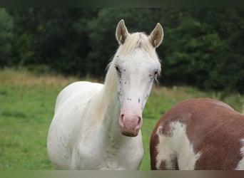 Appaloosa, Semental, 1 año, 152 cm, Atigrado/Moteado