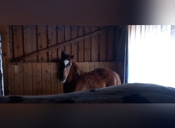 Appaloosa, Semental, 1 año, 156 cm