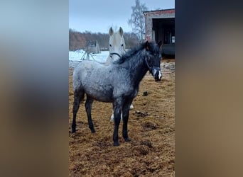 Appaloosa, Semental, 1 año, 160 cm