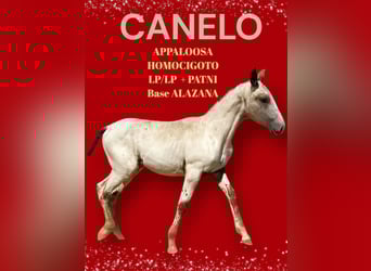 Appaloosa, Semental, 1 año, 165 cm