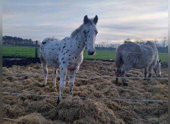 Appaloosa, Semental, 1 año, 166 cm, Atigrado/Moteado
