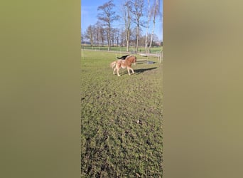 Appaloosa, Semental, 1 año, 90 cm, Atigrado/Moteado