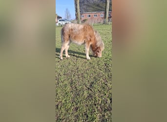 Appaloosa, Semental, 1 año, 90 cm, Atigrado/Moteado