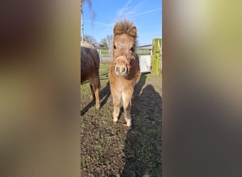 Appaloosa, Semental, 1 año, 90 cm, Atigrado/Moteado
