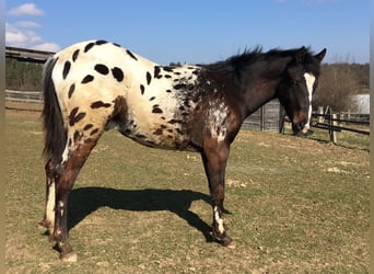 Appaloosa, Semental, 1 año