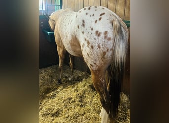 Appaloosa, Semental, 2 años, 140 cm, Atigrado/Moteado
