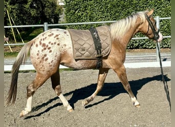 Appaloosa, Semental, 2 años, 140 cm, Atigrado/Moteado