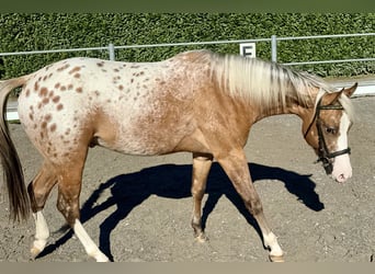 Appaloosa, Semental, 2 años, 140 cm, Atigrado/Moteado