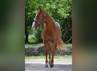 Appaloosa Mestizo, Semental, 2 años, 145 cm, Alazán
