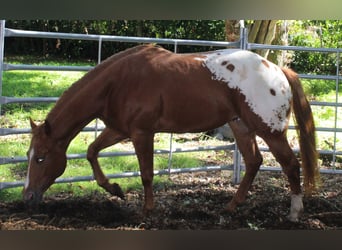 Appaloosa, Semental, 2 años, 157 cm, Alazán