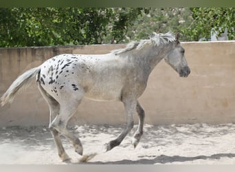 Appaloosa Mestizo, Semental, 2 años, 160 cm, Tordo ruano
