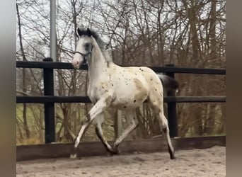 Appaloosa, Semental, 2 años, 170 cm, Atigrado/Moteado