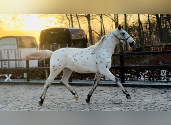 Appaloosa, Semental, 2 años, 170 cm, Atigrado/Moteado