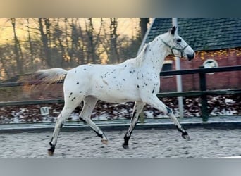 Appaloosa, Semental, 2 años, 170 cm, Atigrado/Moteado