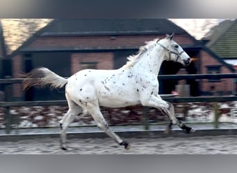Appaloosa, Semental, 2 años, 170 cm, Atigrado/Moteado