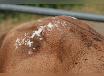 Appaloosa, Semental, 2 años, Alazán