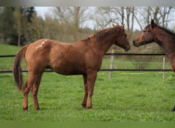 Appaloosa, Semental, 2 años, Alazán