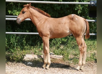 Appaloosa, Semental, 2 años, Alazán