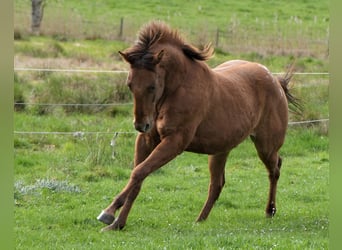 Appaloosa, Semental, 2 años, Alazán