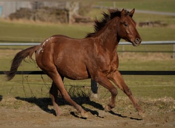 Appaloosa, Semental, 2 años, Alazán