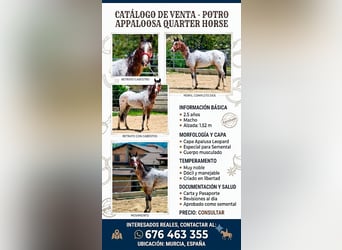 Appaloosa, Semental, 3 años, 152 cm