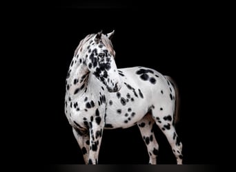 Appaloosa, Semental, 4 años, 148 cm, Atigrado/Moteado