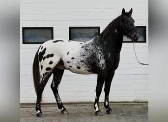 Appaloosa, Semental, 4 años, 157 cm, Atigrado/Moteado
