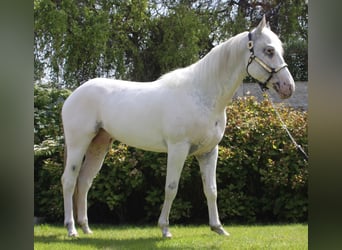 Appaloosa, Semental, 5 años, 155 cm, White/Blanco