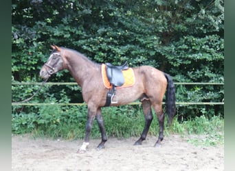 Appaloosa, Semental, 5 años, 165 cm, Atigrado/Moteado