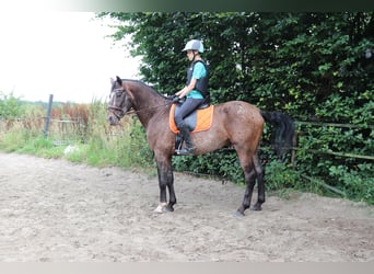 Appaloosa, Semental, 5 años, 165 cm, Atigrado/Moteado