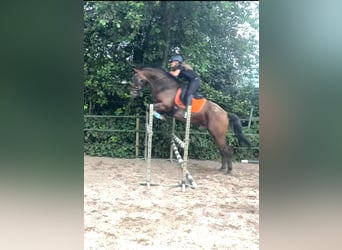 Appaloosa, Semental, 5 años, 165 cm, Atigrado/Moteado