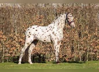 Appaloosa, Semental, 6 años, 143 cm, Atigrado/Moteado