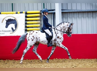 Appaloosa, Semental, 6 años, 143 cm, Atigrado/Moteado