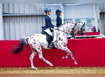 Appaloosa, Semental, 6 años, 143 cm, Atigrado/Moteado